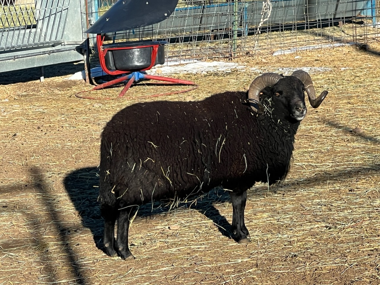 A picture of Desert Weyr Boba Fett, a Black Welsh Mountain ram.
