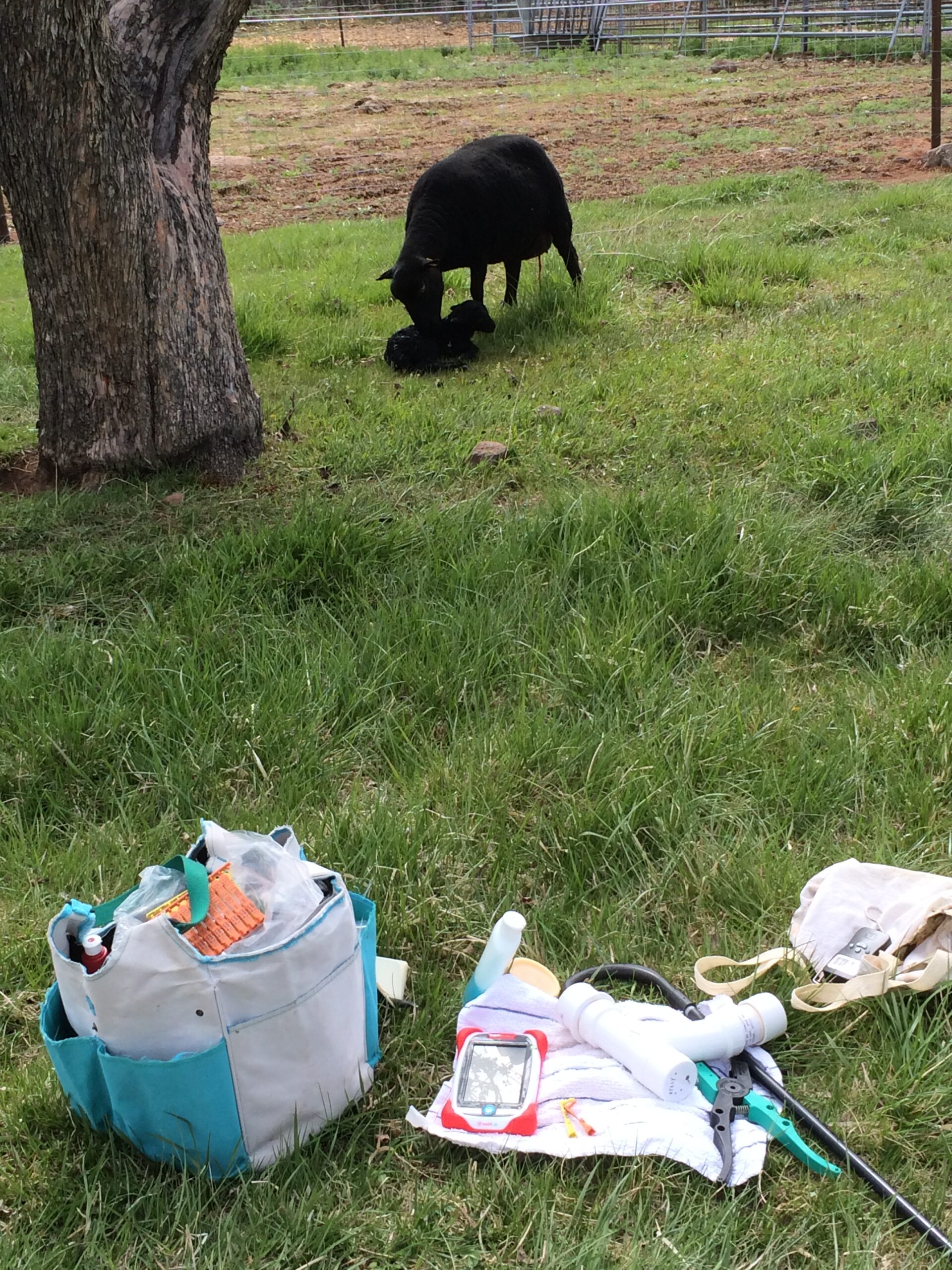 An ewe cleans her newly-arrived baby lamb.