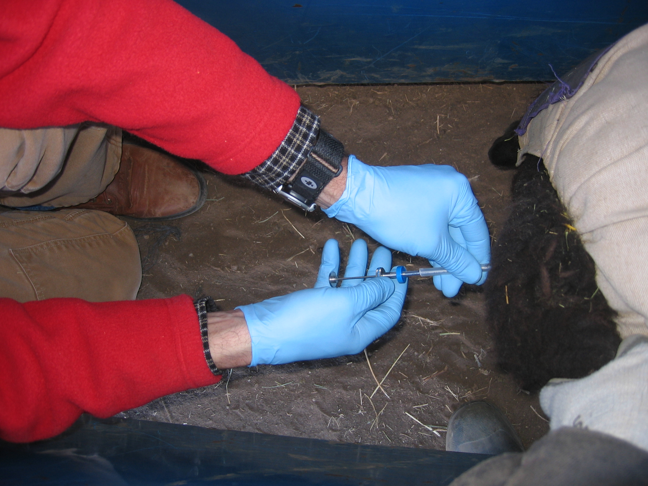 A researcher AIs an ewe with a syringe. 