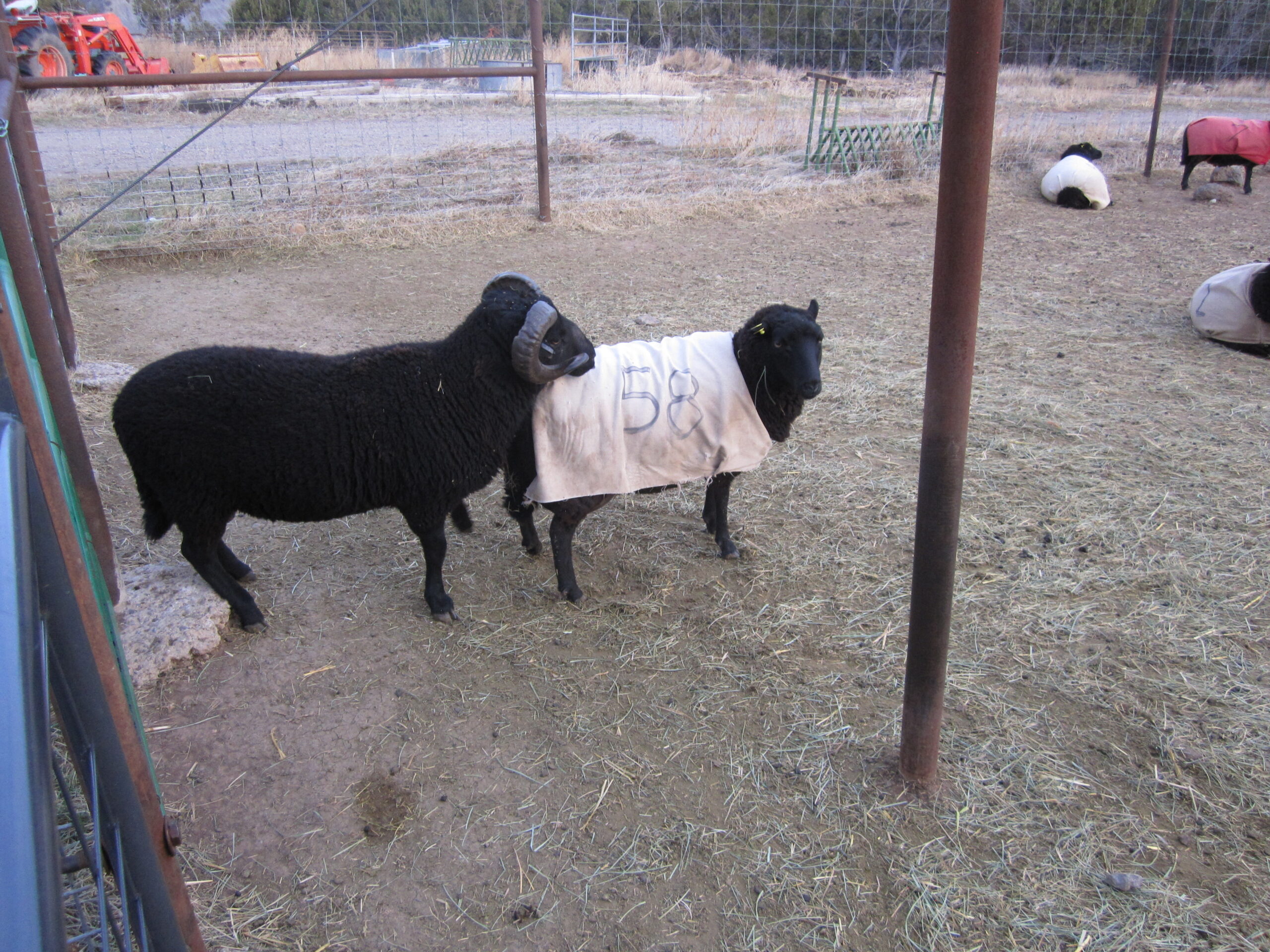 A ram is preparing to breed an ewe marked with the number 58. 
