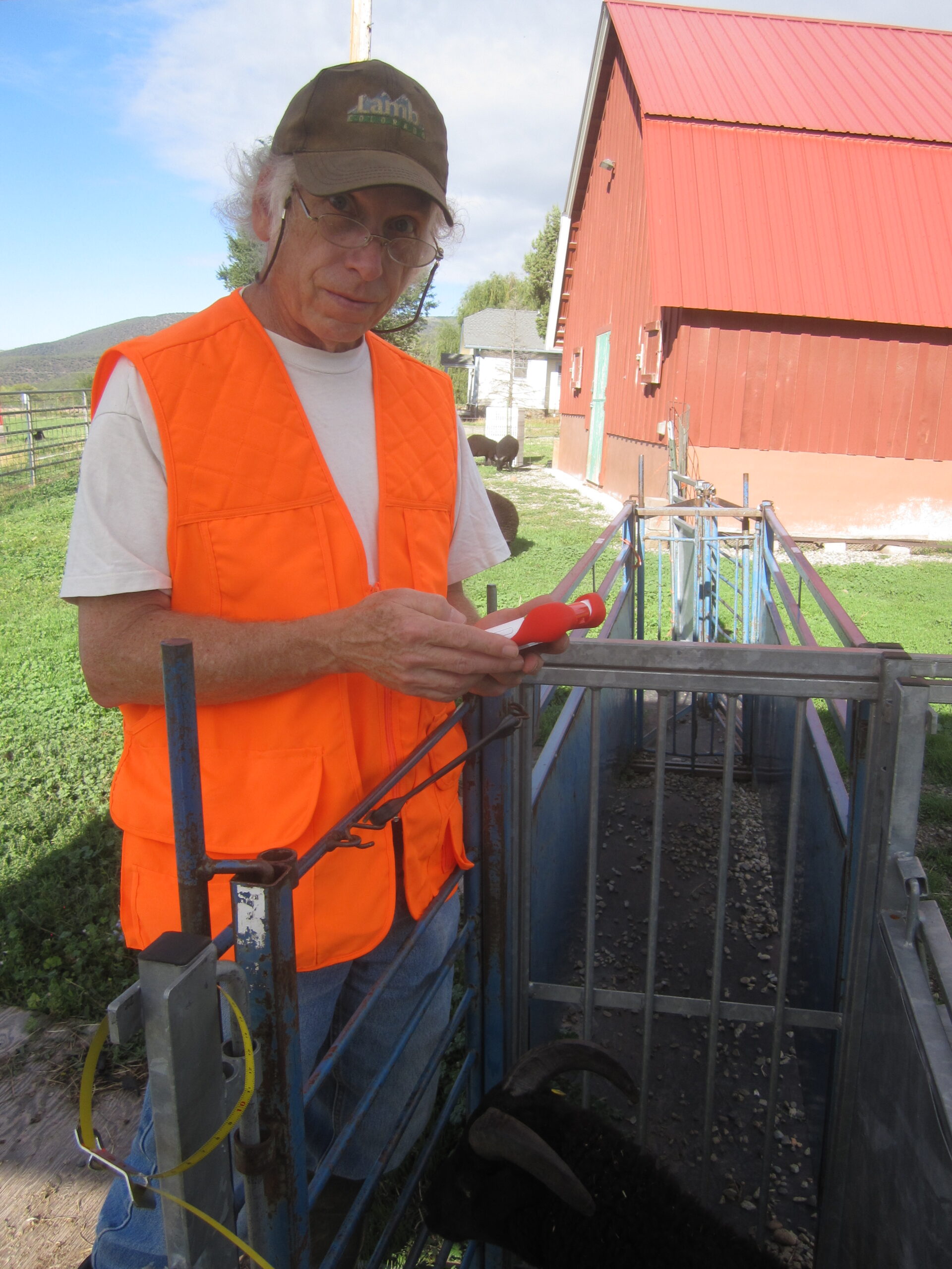 Ken stands over a sheep chute with the early LambTracker® tablet.