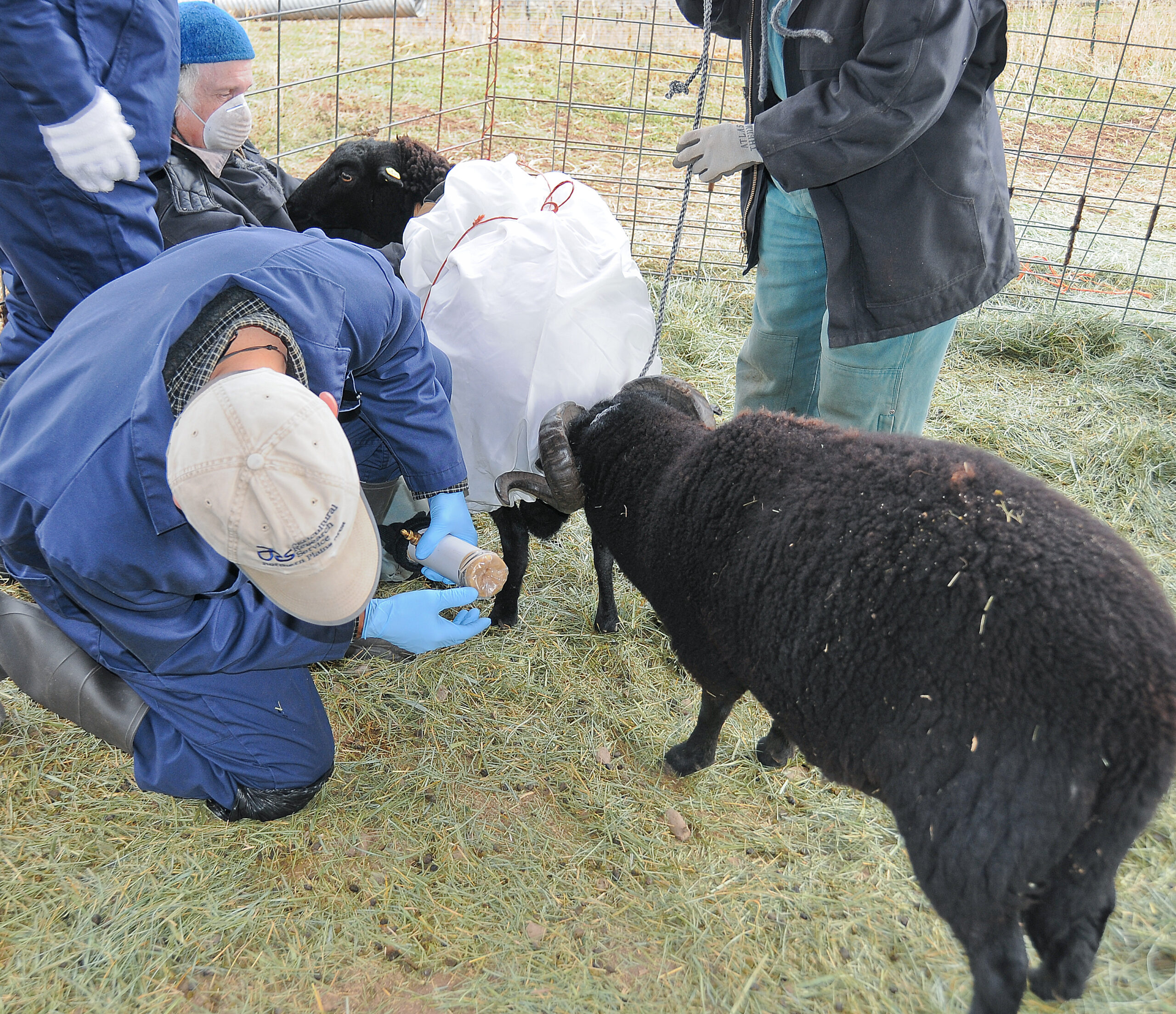 Dr. Purdy prepares to collect semen from a ram for AI. 