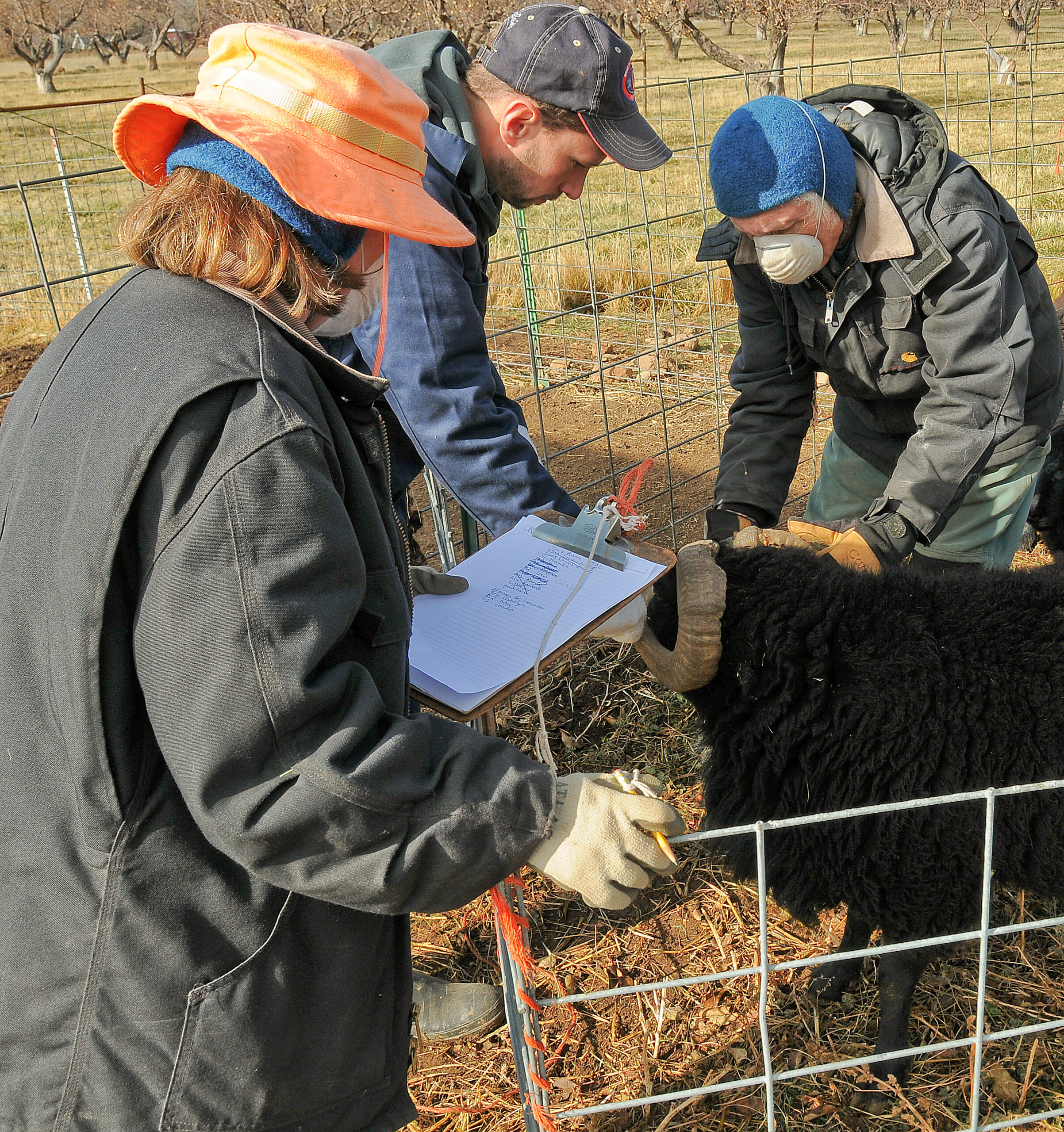 Oogie, Ken, and Scott work to verify ear tags with a clipboard. 
