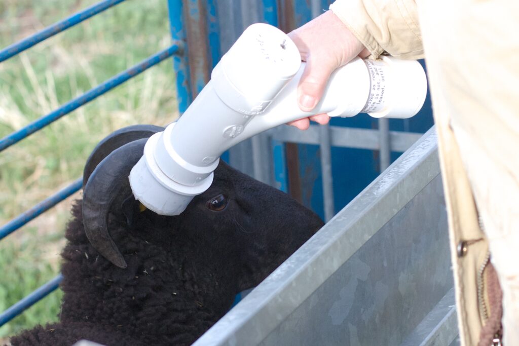 The homemade EID reader is being used to scan a ram. 