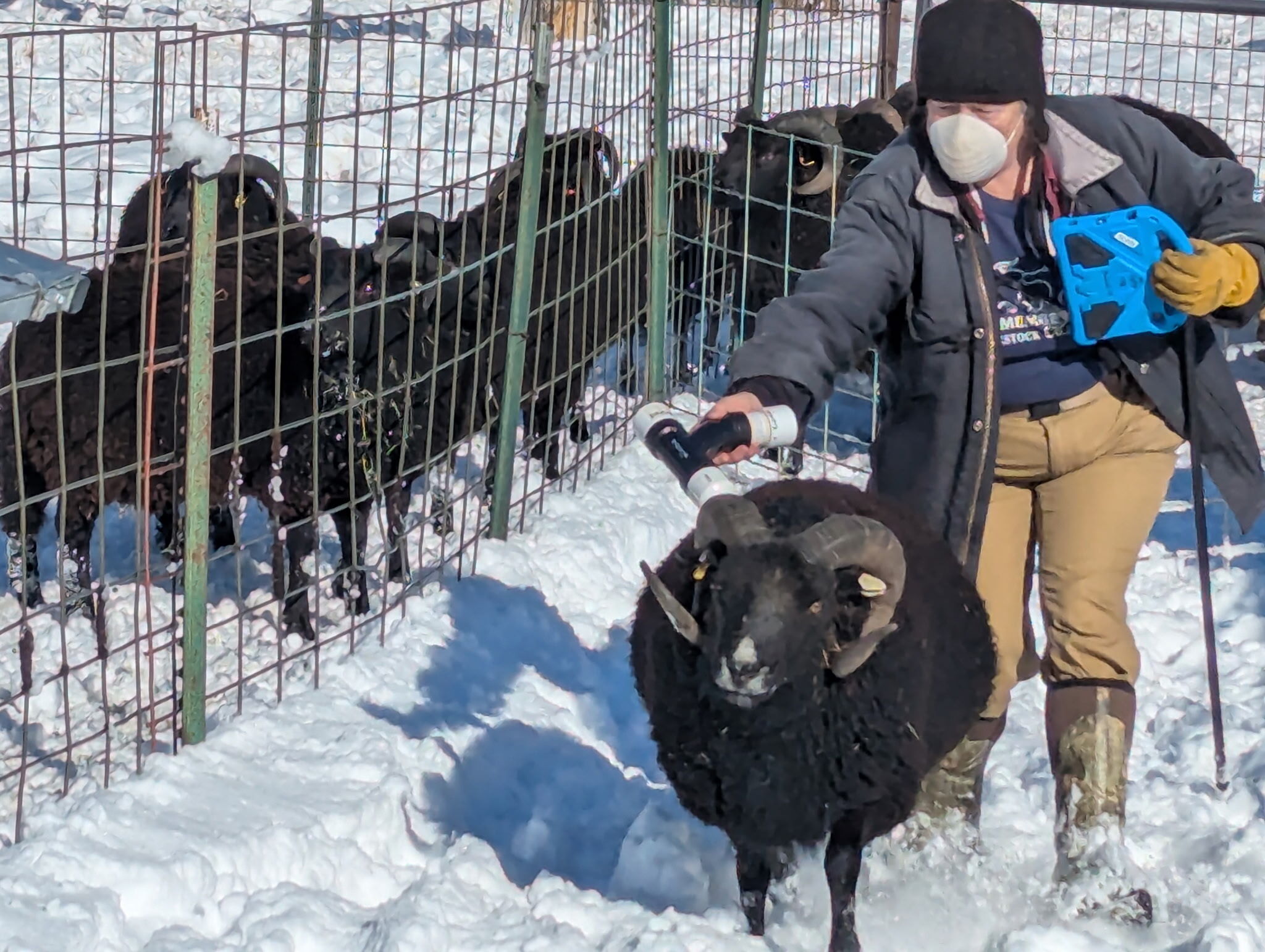 Oogie scans a black ram's EID tag. 