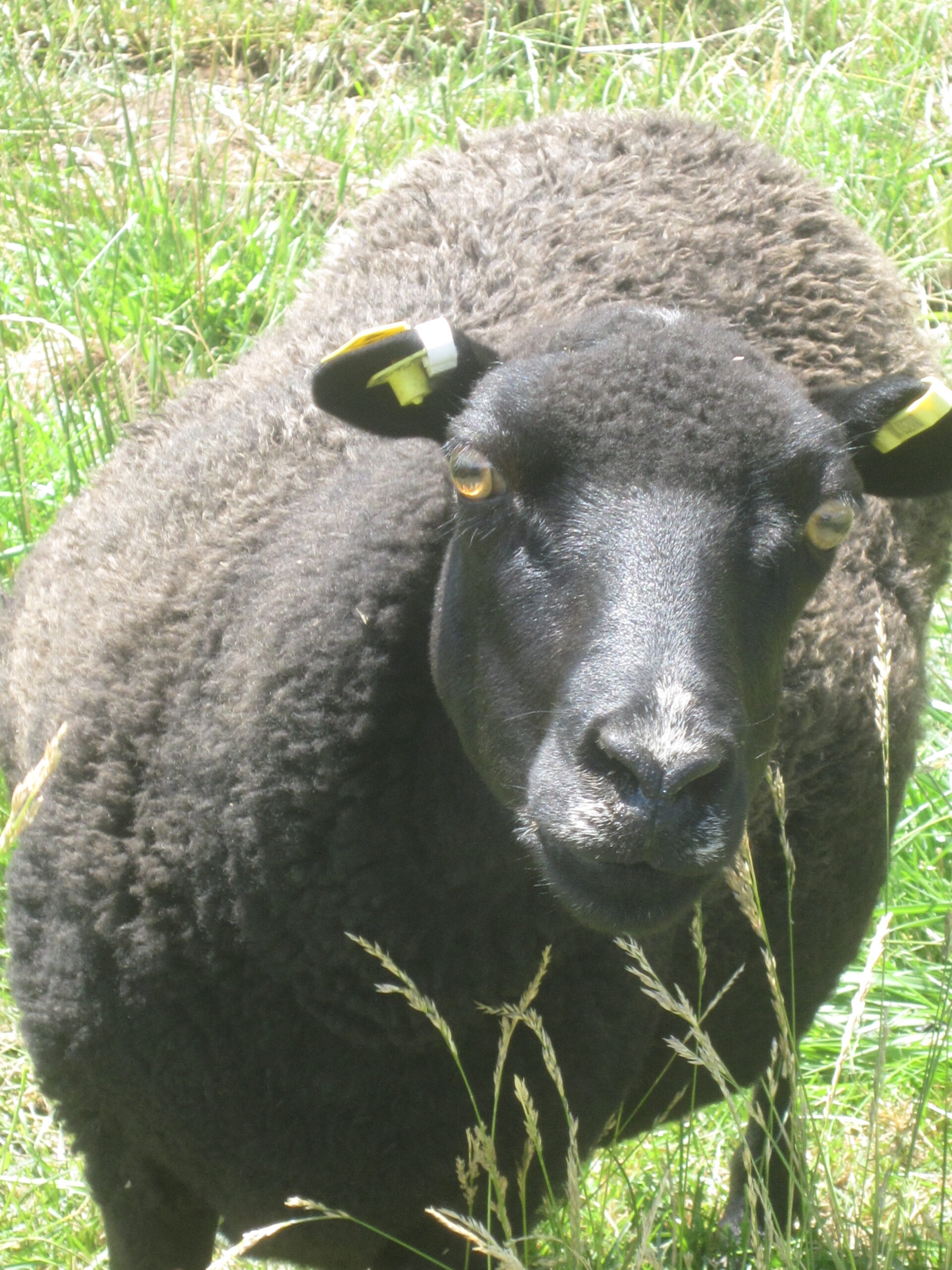 A Black Welsh Mountain ewe with several tags in her ears peers at the camera.