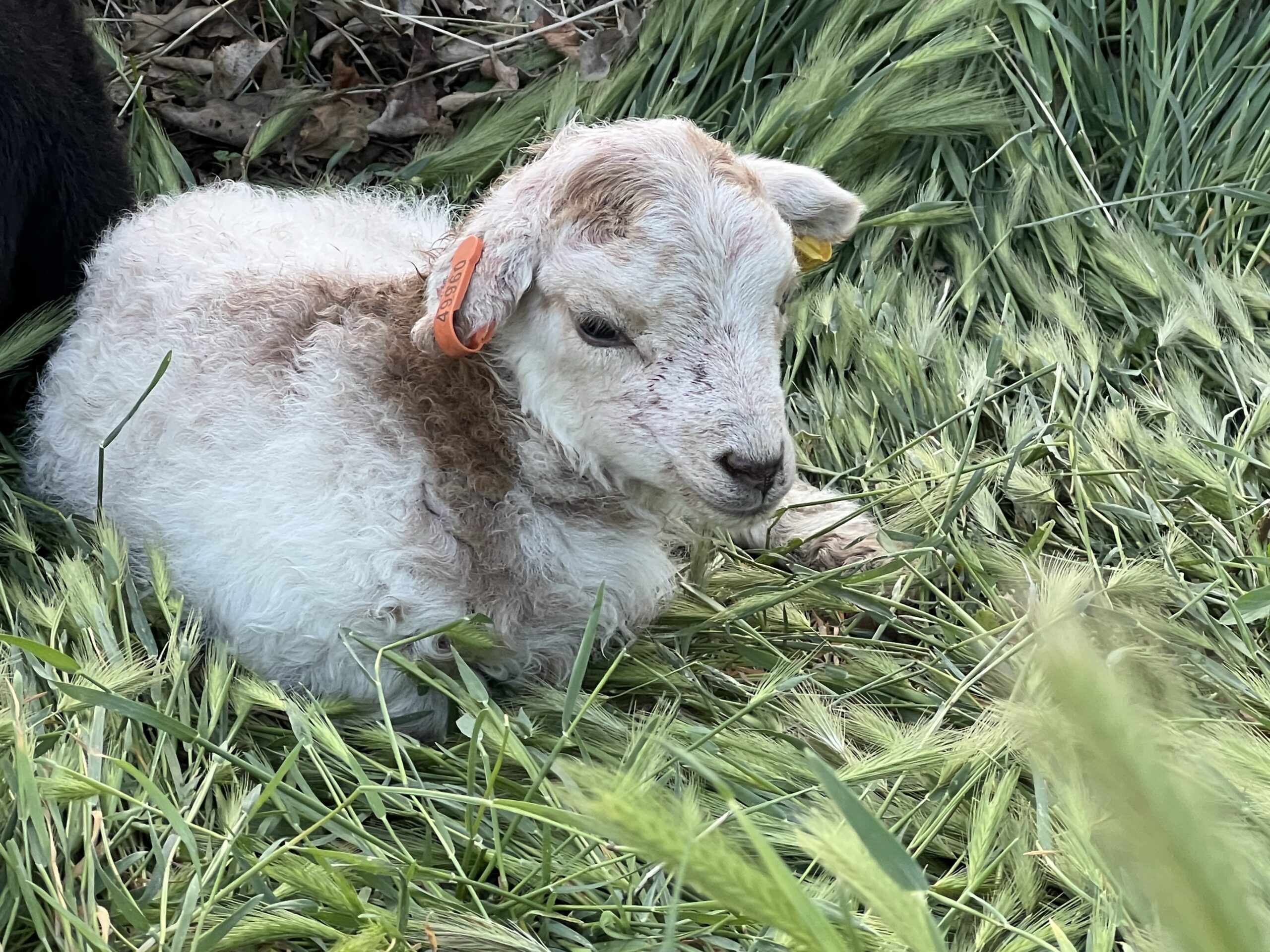 A tiny white and brown lamb lays in grass.