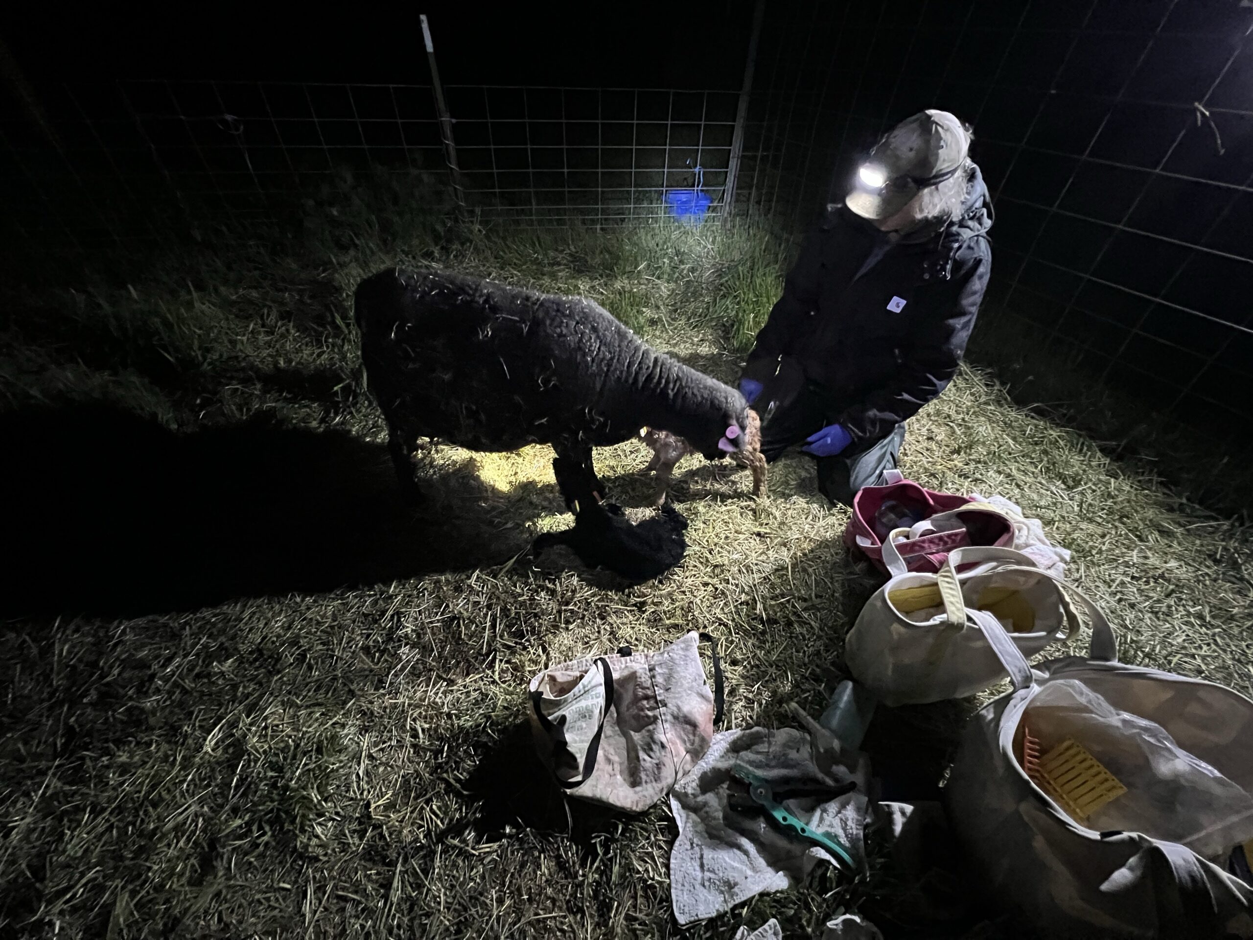Ken helps a Black Welsh Mountain ewe tend to her newly delivered lambs.