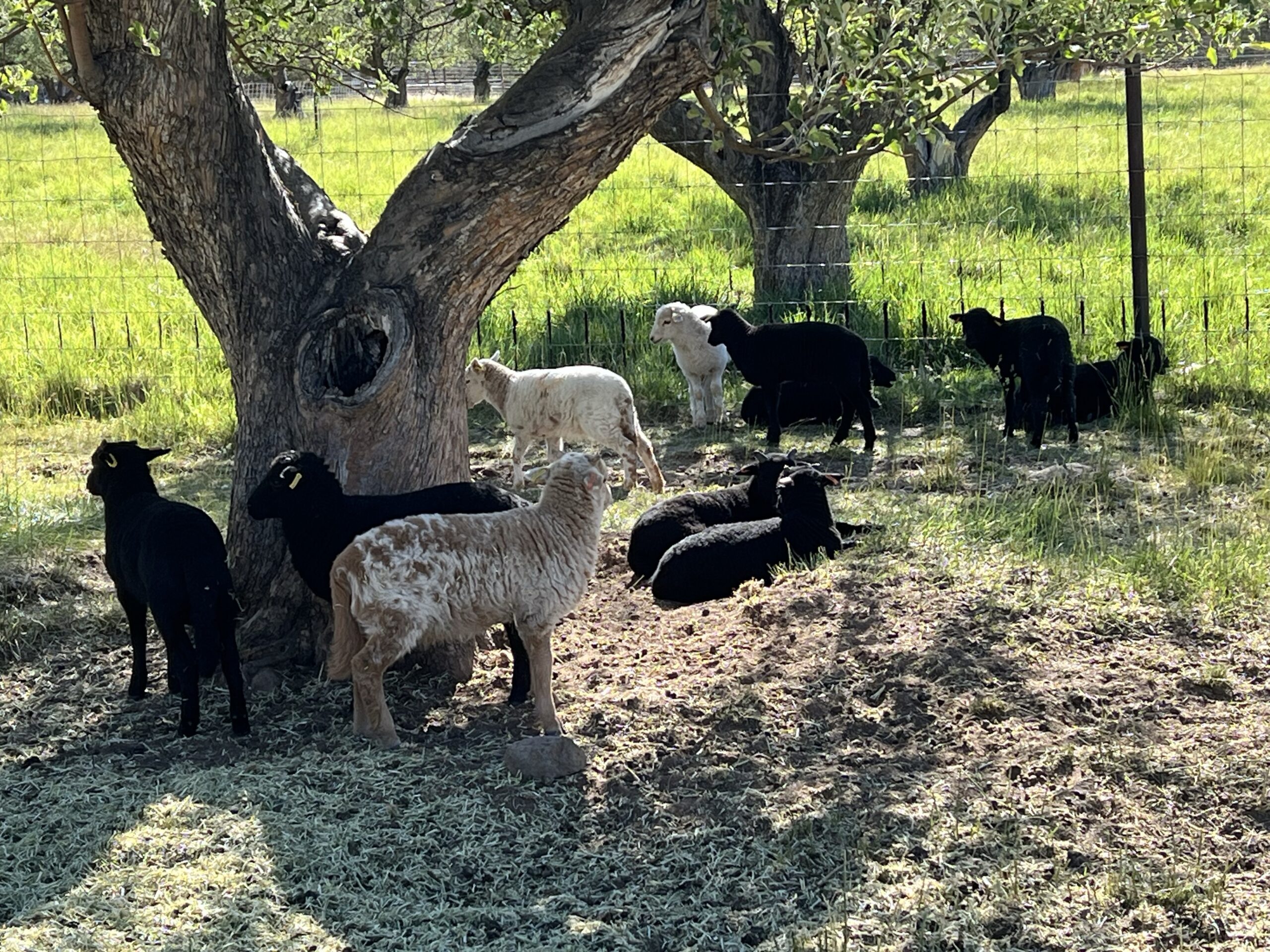 Multiple colors of lambs hang out together in a fenced pasture.